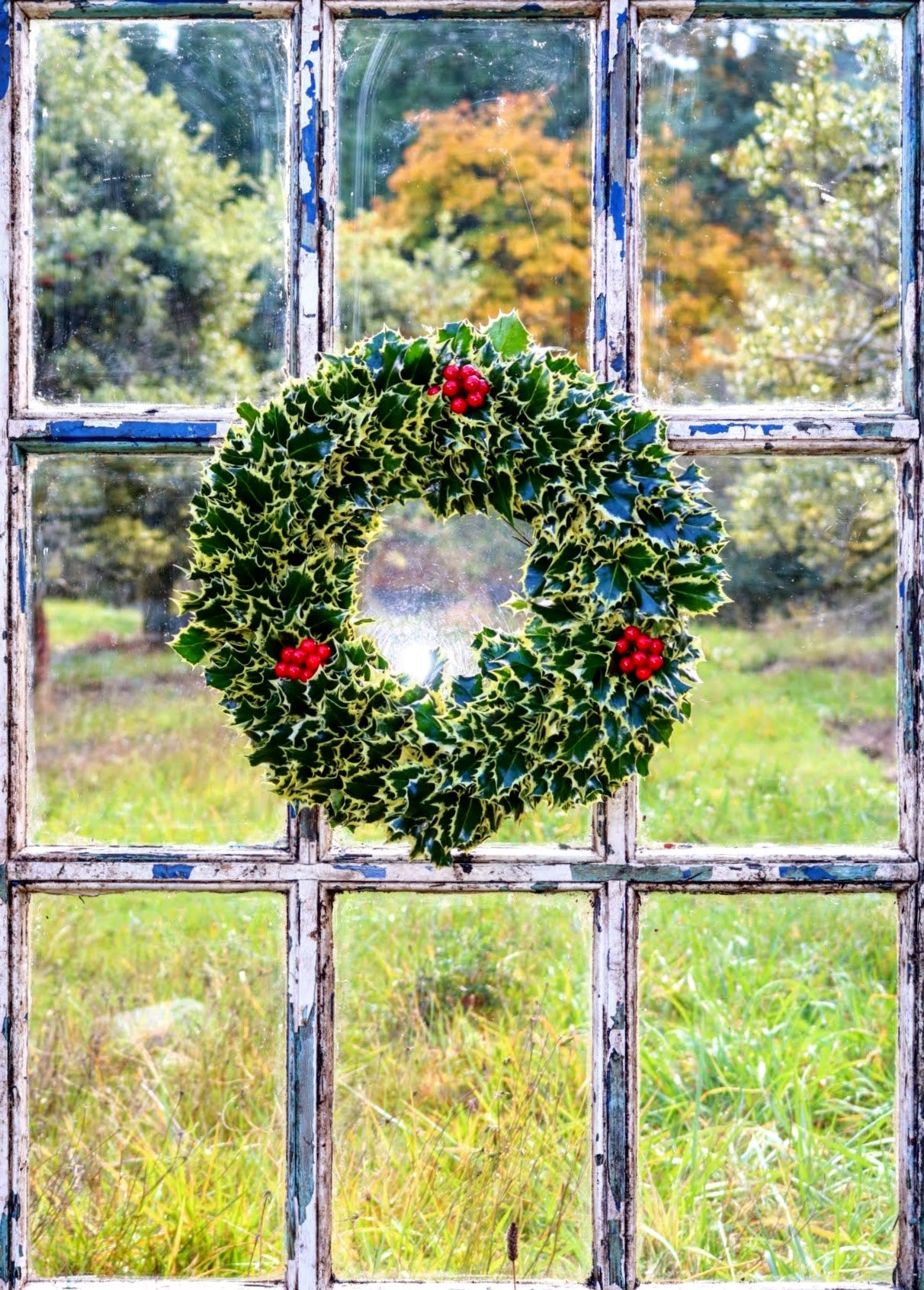 Variegated Holly Wreath image 0